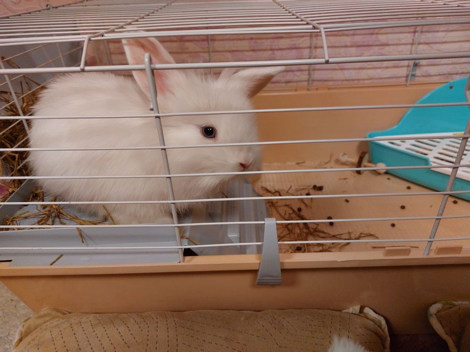 Кролик с клеткой срочно