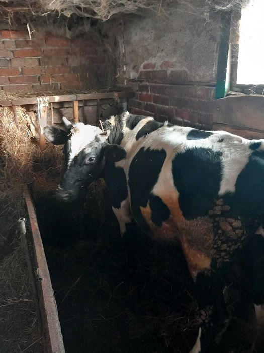 Продавам телета