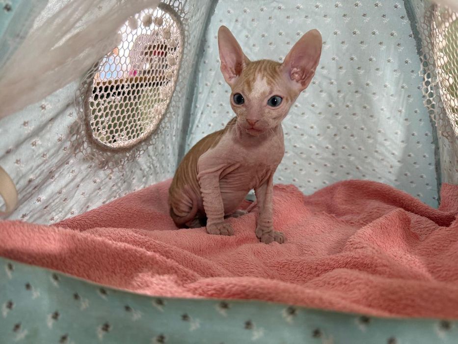 Продаю котят сфинксов