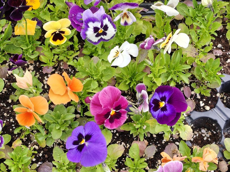 Продавам различни видове цветя