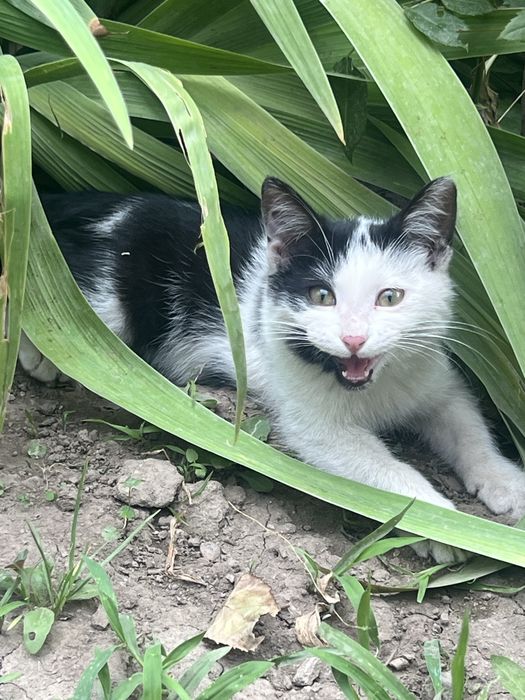 отдам котёнка в добрые руки