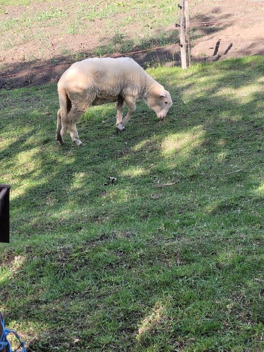 Vând 1 oaie și o notină de anul trecut