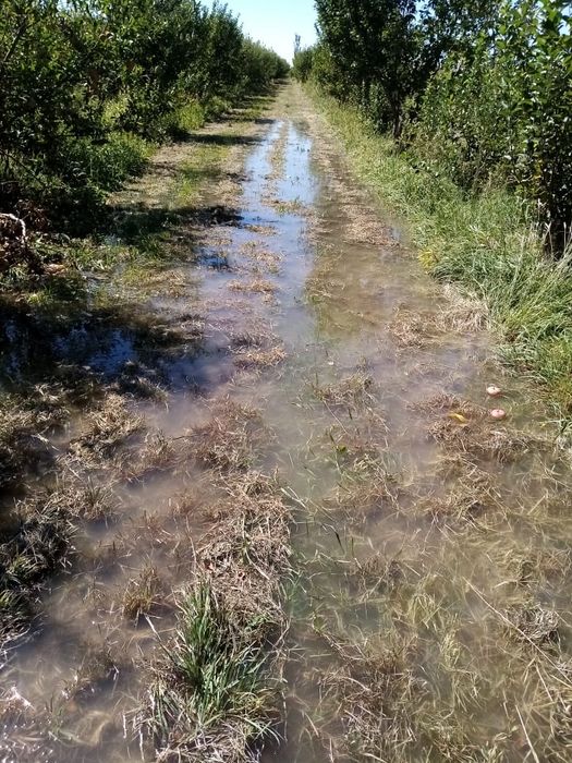 Продам ЯБЛОНЕВЫЙ САД ухоженный.