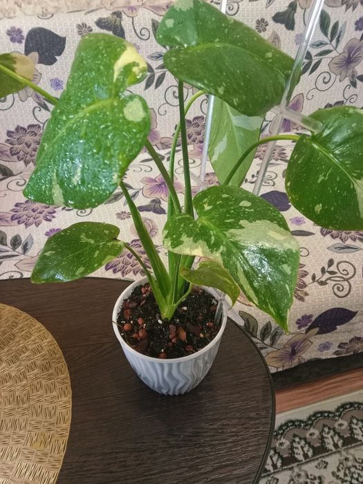 Монстера Тайское Созвездие