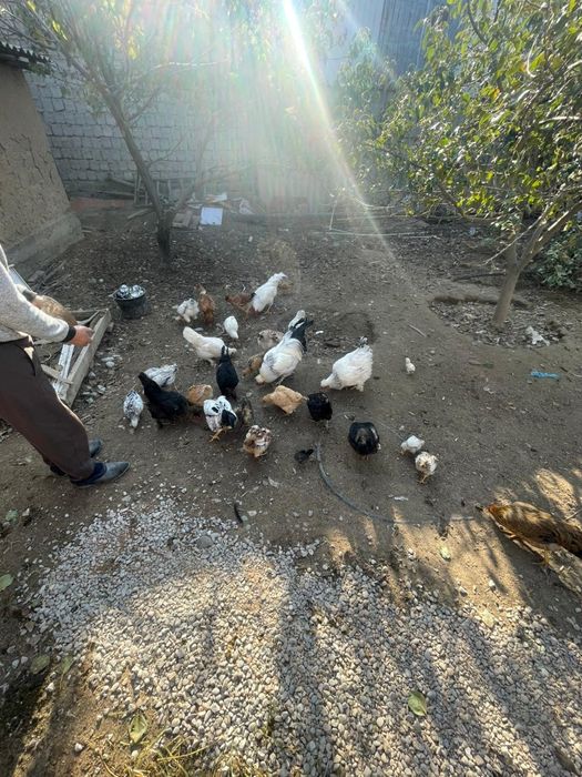 Үй тауықтары сатылады