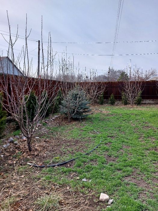 Продам саженцы   .