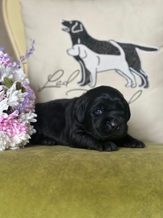 Щенки лабрадора, питомник, документы