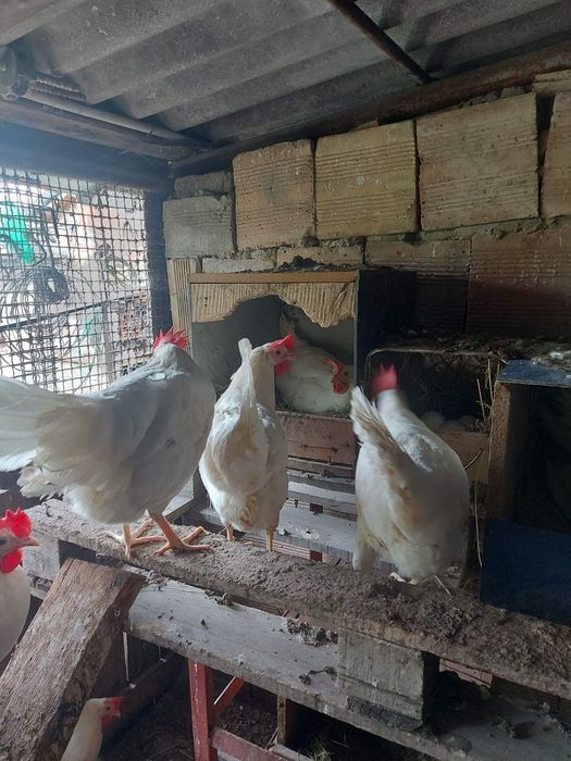 Яйца за люпене от бял Легхорн 0,80