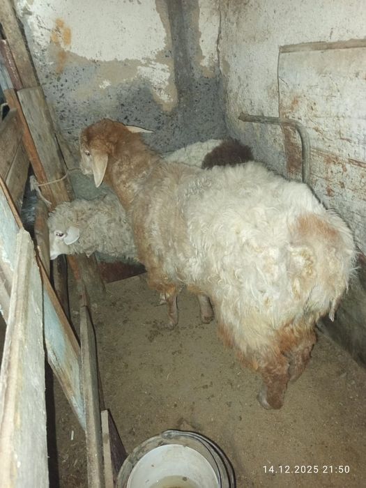 Бараны.           .