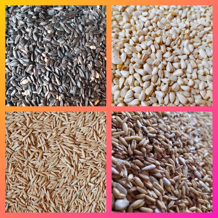 Зерновые культуры korma