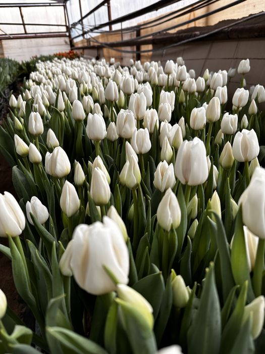 Тюльпаны оптом и розницу