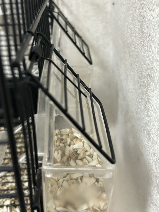 Попугай девочка