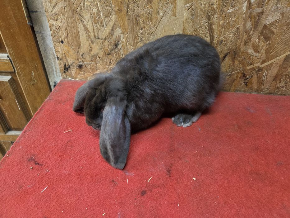 Iepuri berbec german