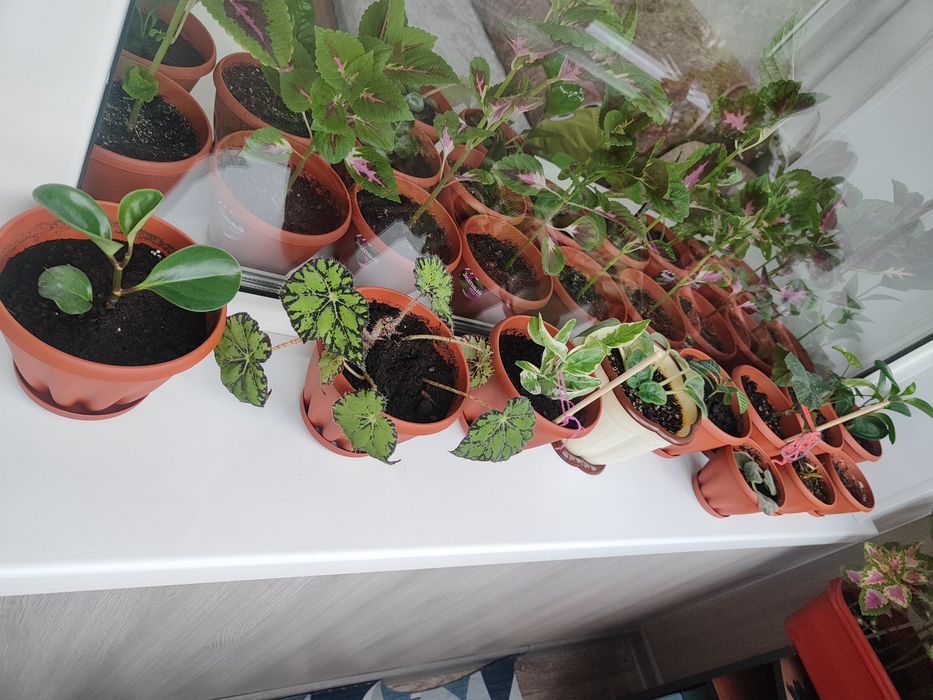 Комнатные цветы  , растения