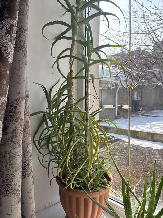 Продам . Алоэ сатылады