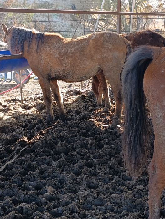 Жылкы . Соғым.Байтал. Тай!