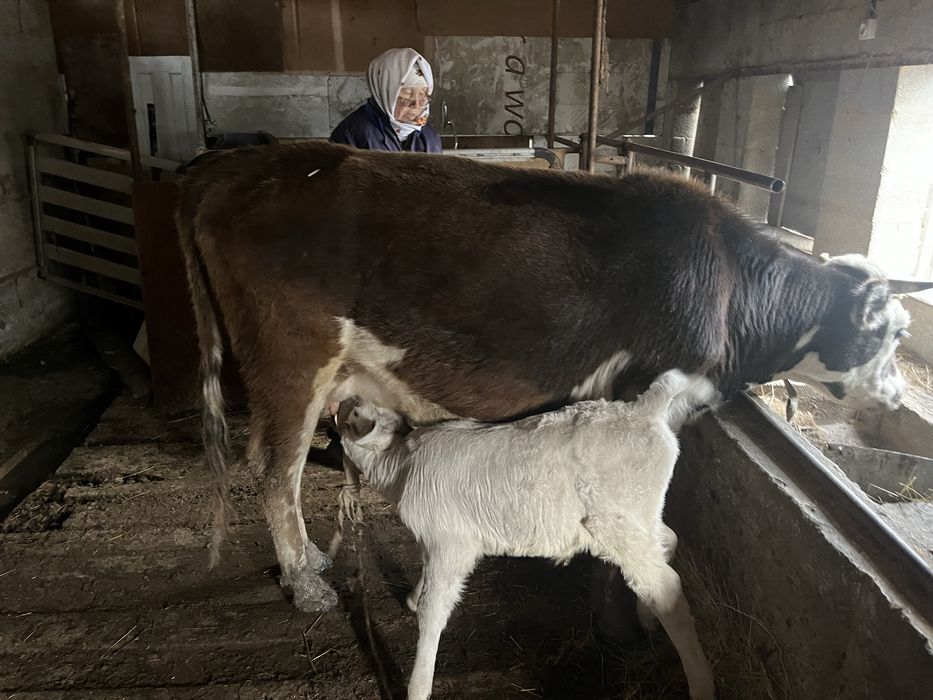 Сиыр сатамын еркек бұзауымен.