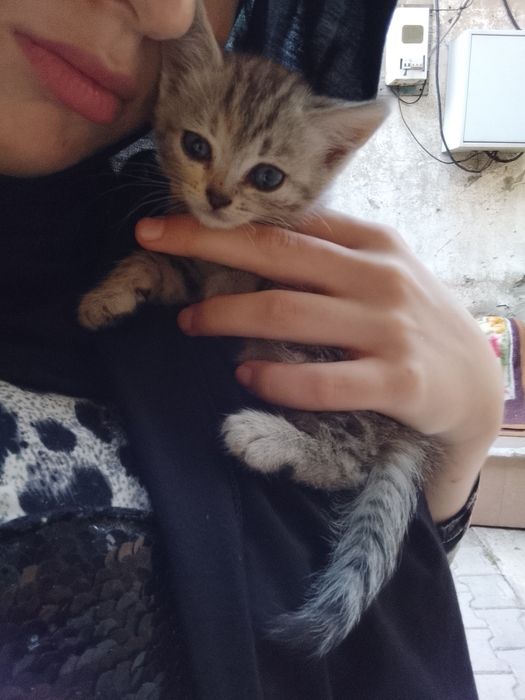 Отдам котенка 3 месяца
