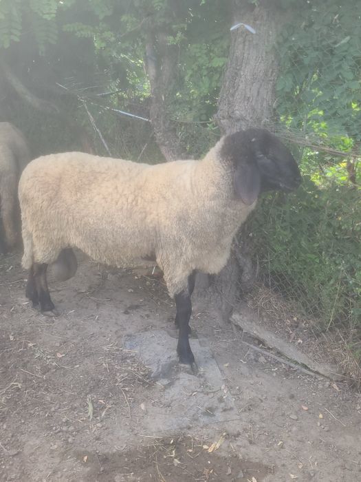 Berbeci carabasi