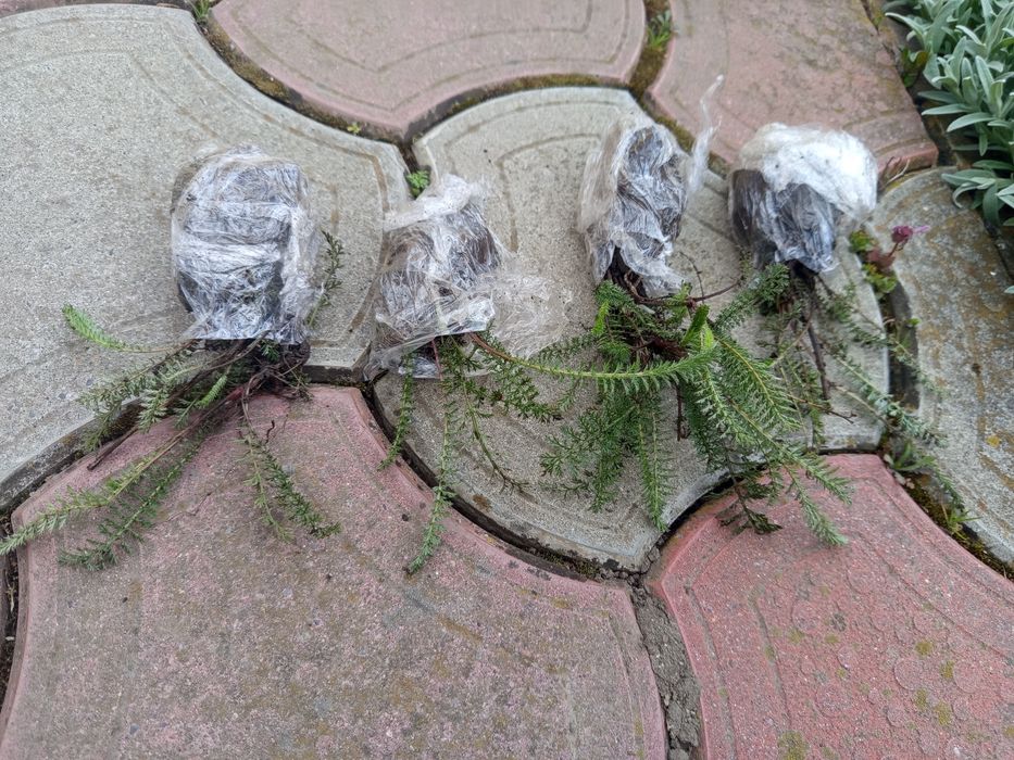 Achillea/ plante perene