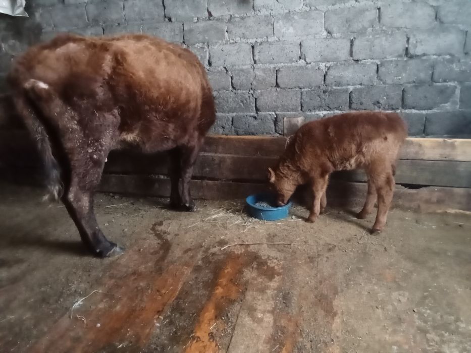 Сыйыр сатам бұзауымен