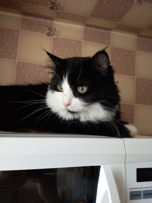 Отдам в хорошие руки