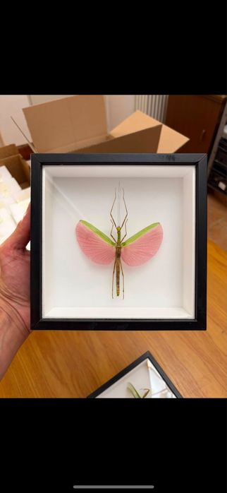 Rare Praying Mantis Butterfly Framed Insect Art Cadou Inedit Fluture Mantis Rama Decor Exotic 90 Euro Praying Mantis Butterfly Framed Art entomologice