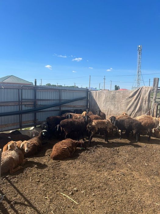 Қойлар, маркалар сатылады