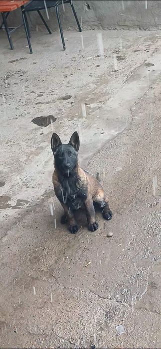 Малинуа Белгиский овчарка