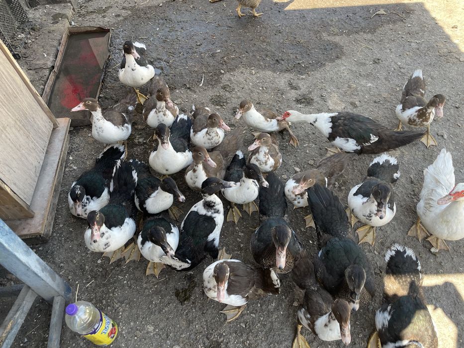 Продам уток на мясо и развод