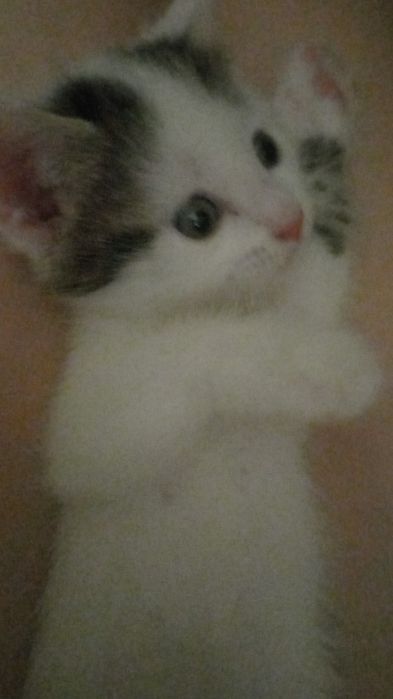 Породистый котёнок 1 мес{девочка}