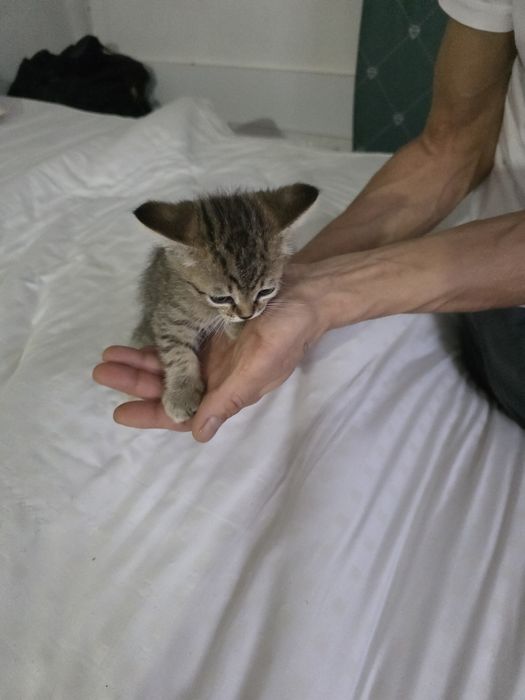 Котята бесплатно