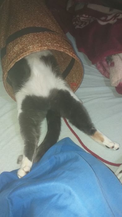 Cat Sitting de LUX – „Olimpul Pisicilor”