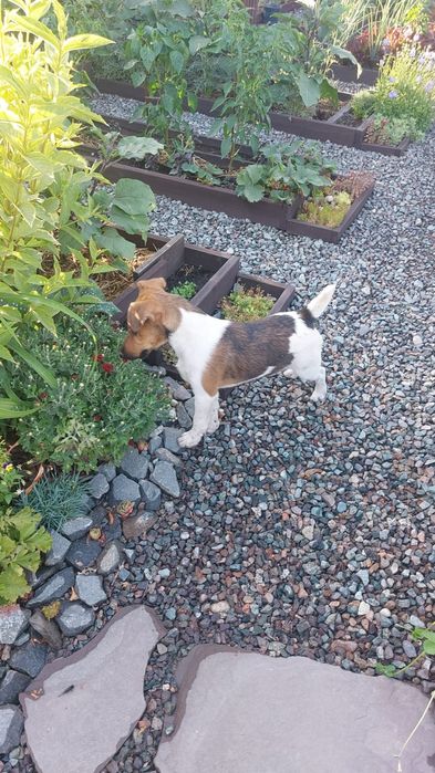 Фокстерьер кобель