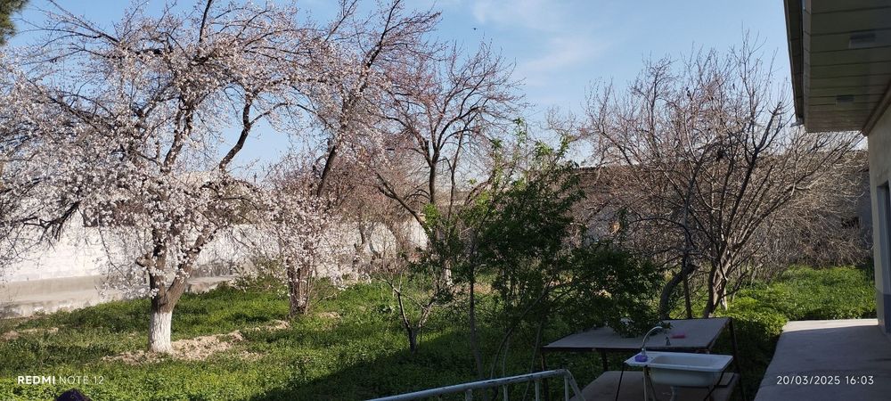 Bu uy Qashqadaryo viloyati Koson tuman paxtazor mahallasida joylashgan