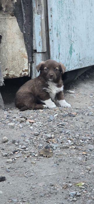 Щенок девочка с.Байсерке