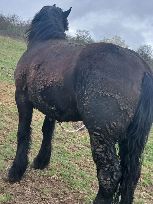 De vânzare manza Negra