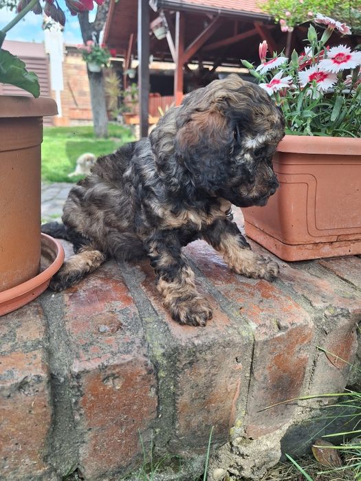 Pudel/Poodle fetita