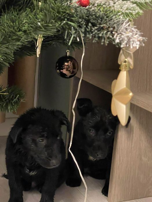 Metis negru 3 luni - adoptie