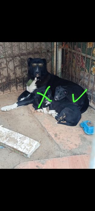 Алабай күшік сатылады