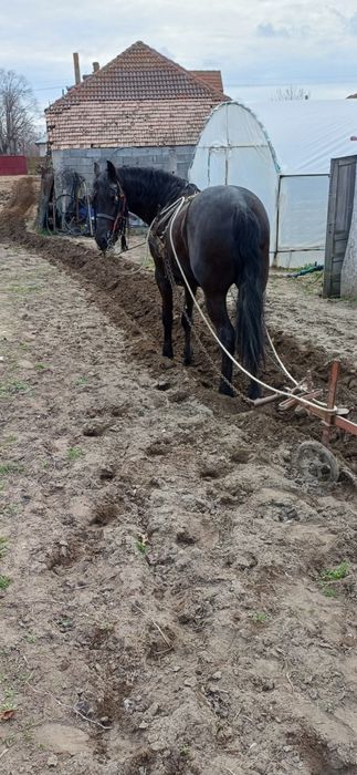 Vând cârlan metis de frizian