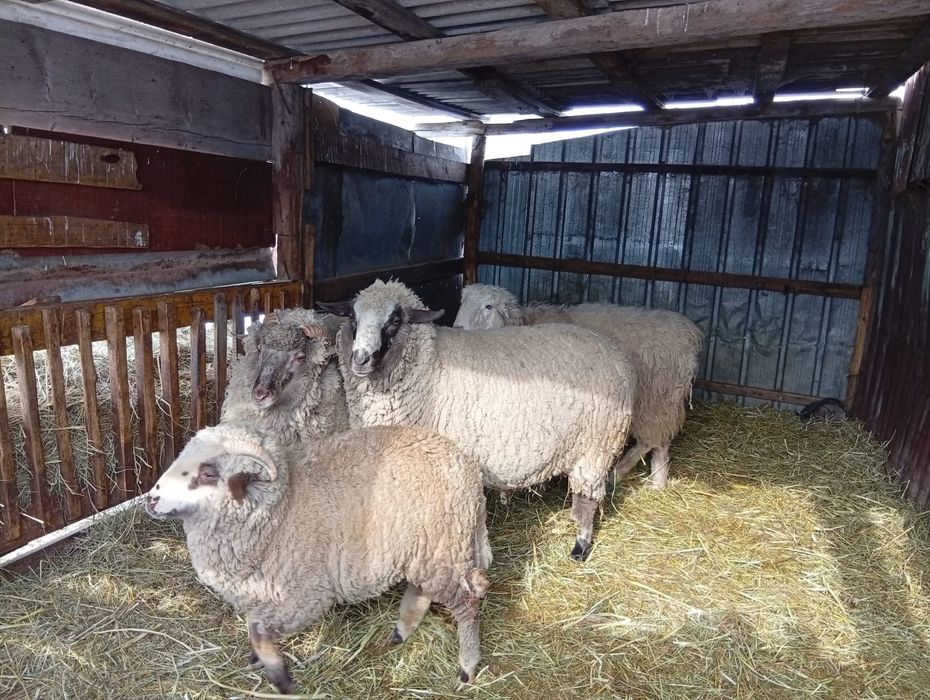 Продам баранов двух самцов и двух самок