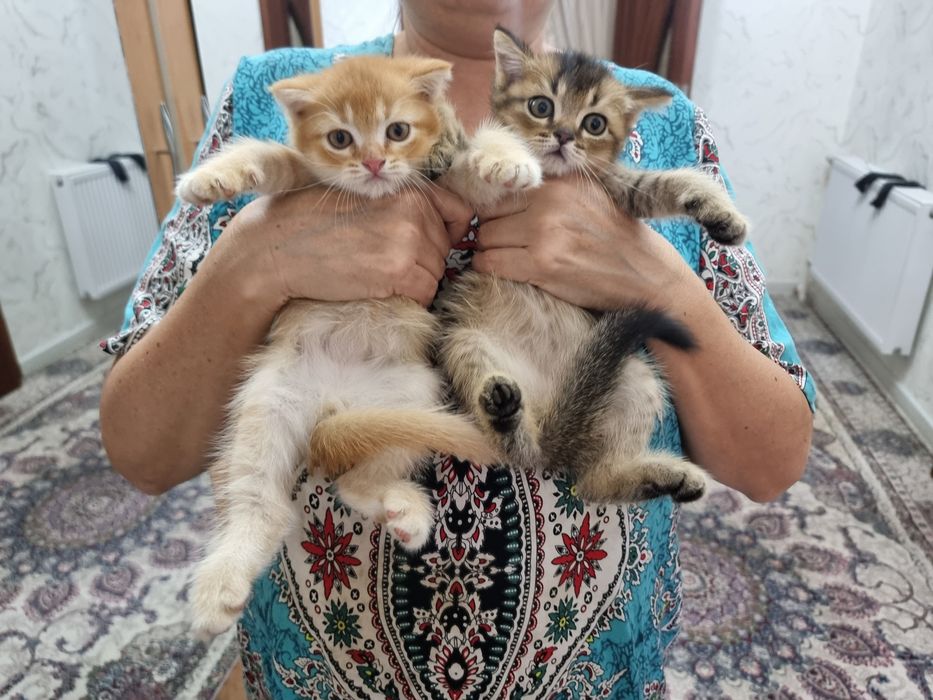 Котята породы скоттиш фолд и страйт золотая шиншилла