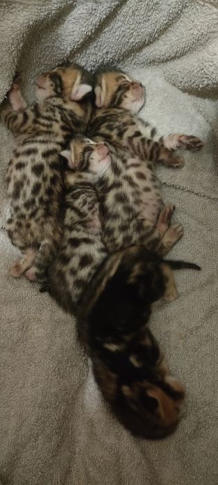 В продаже бенгальские котята