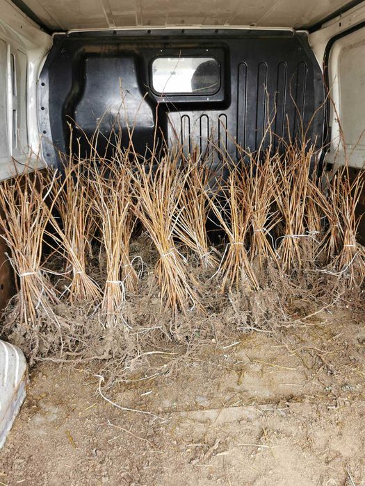 ВЪЛШЕБЕН Целогодишен Разсад Корени - Ягоди и Малини