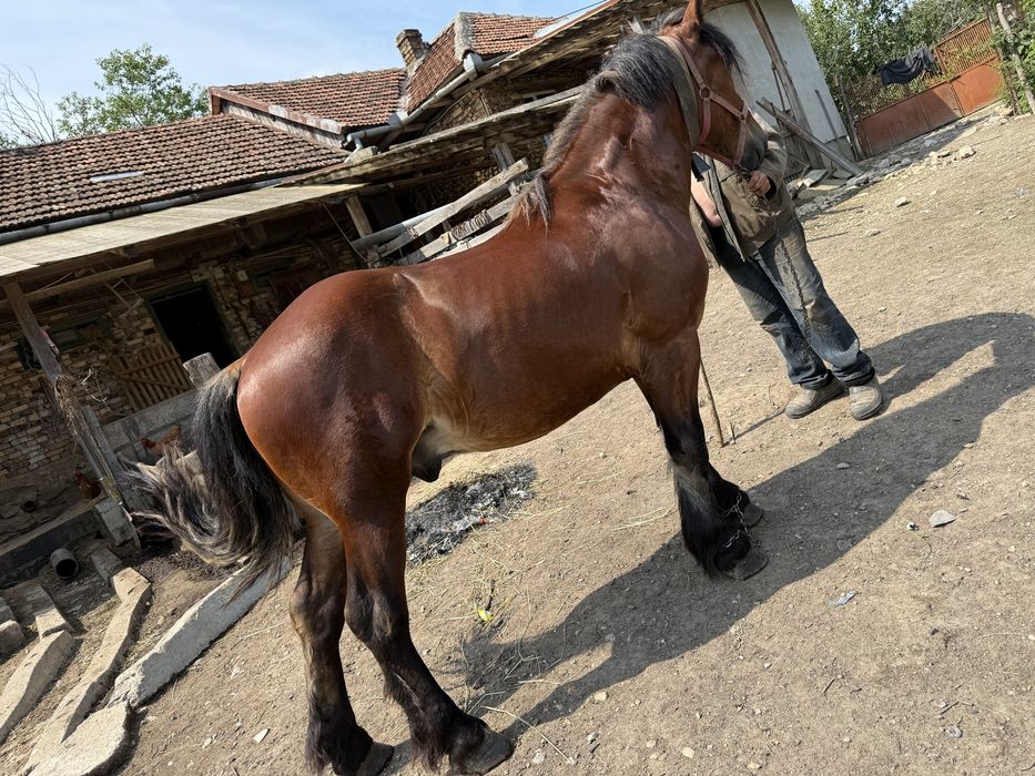 Cal de vanzare 3 ani