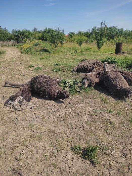 Vind trei femele struț doi ani gata de reproducere.