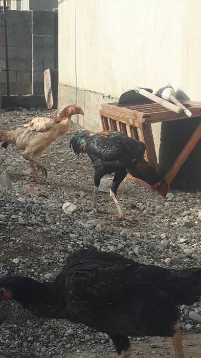 Дакандар срочно сатылады