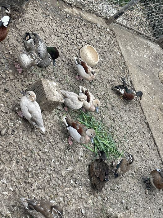 Vând rațe Micul Atlantic Standard și Argintiu