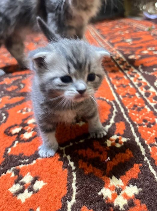 Sotiladi shu mushukcha